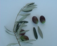Olivo varietà Bella di Cerignola