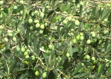 Olivo varietà Calabria