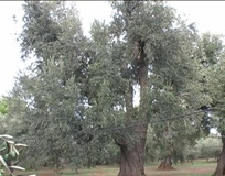 Olivo varietà Cellina di Nardò