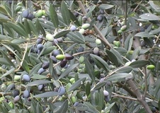 Olivo varietà Cellina di Nardò