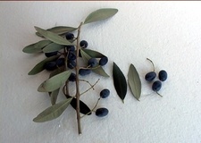 Olivo varietà Cellina di Nardò