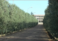 Olivo varietà Cipressino