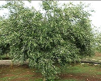 Olivo varietà Coratina