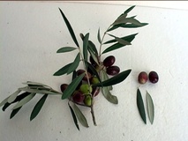 Olivo varietà Coratina