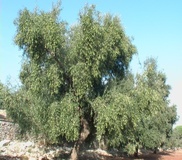 Olivo varietà Frantoio