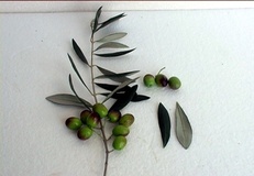 Olivo varietà Frantoio
