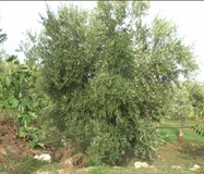Olivo varietà Leccino
