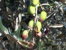 Olivo varietà Nociara