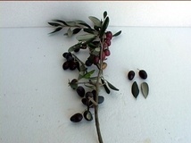 Olivo varietà Nociara
