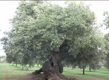 Olivo varietà Ogliarola di Lecce Chiarita