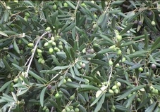 Olivo varietà Ogliarola di Lecce Chiarita