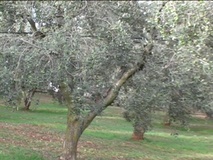 Olivo varietà oliva Mela