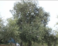 Olivo varietà Pasola