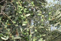 Olivo varietà Pasola