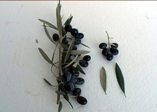 Olivo varietà Pendolino