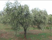 Olivo varietà Picholine