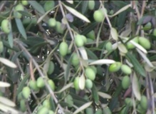 Olivo varietà Picholine