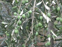 Olivo varietà S. Agostino