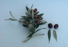 Olivo varietà S. Agostino