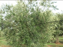 Olivo varietà Termite di Bitetto