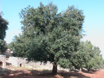 Olivo varietà Toscanina