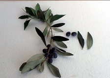 Olivo varietà Toscanina