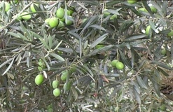 Olivo varietà Uovo di Piccione