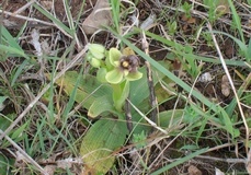 Ophrys bombyflora