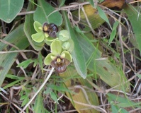 Ophrys bombyflora