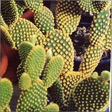 Opuntia ornamentale