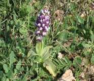 Orchis lactea