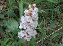 Orobanche crenata