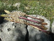 Orobanche crenata