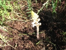 Orobanche crenata