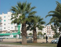 Palma washingtonia filifera e robusta