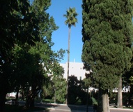 Palma washingtonia filifera e robusta