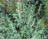 Parietaria o Vetriola minore