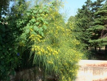 Parkinsonia