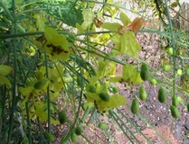 Parkinsonia