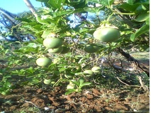 Passiflora da frutto