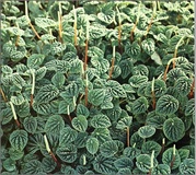 Peperomia