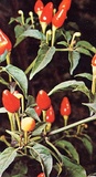 Peperoncino ornamentale