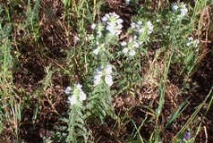 Perlina minore
