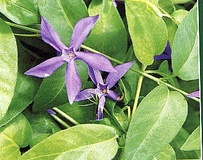 Pervinca