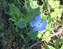 Pervinca