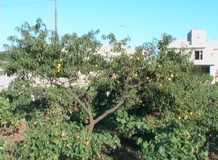 Pesco