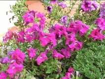 Petunia ibrida