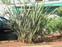 Phormium