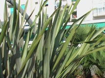 Phormium
