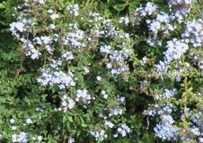 Plumbago